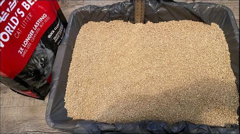 best cat litter reviews.
